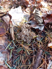 Clavulina coralloides