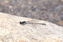 Argia tezpi