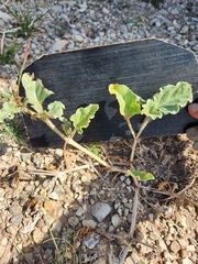 Nyctaginia capitata