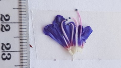 Lobostemon argenteus