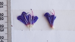 Lobostemon argenteus