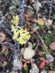 Vulpicida canadensis