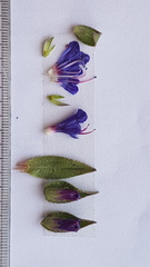 Lobostemon argenteus