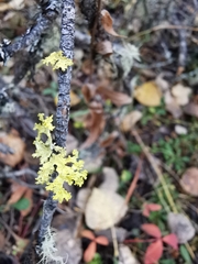 Vulpicida canadensis