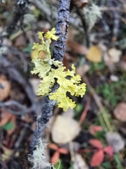 Vulpicida canadensis