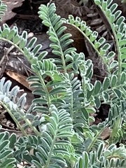 Astragalus nuttallii
