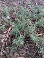 Astragalus nuttallii