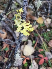 Vulpicida canadensis
