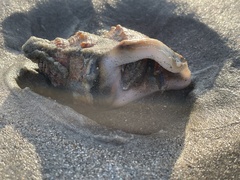 Pagurus novizealandiae