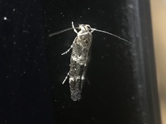 Mompha subbistrigella