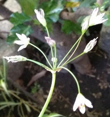 Nothoscordum gracile