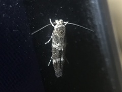 Mompha subbistrigella