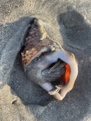 Pagurus novizealandiae