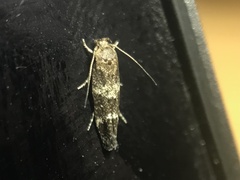 Mompha subbistrigella