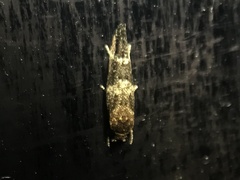 Mompha subbistrigella