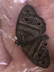 Cissia proba