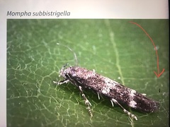 Mompha subbistrigella