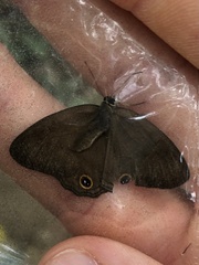 Cissia proba