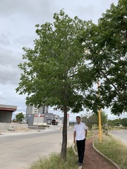 Ceiba speciosa