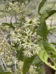 Koanophyllon albicaule