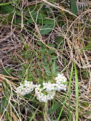 Pimelea oreophila
