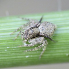 Hamataliwa