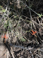 Anisacanthus linearis