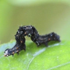 Gonodonta