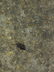 Otiorhynchus cribricollis
