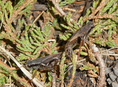 Melanoplus fasciatus
