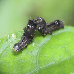 Gonodonta
