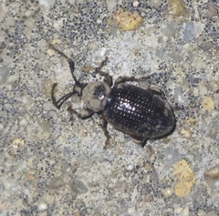 Otiorhynchus cribricollis