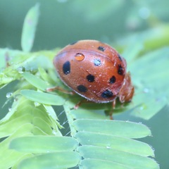 Epilachna tredecimnotata