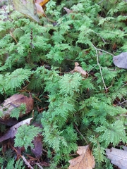 Hylocomium splendens image