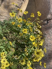 Heliopsis parvifolia