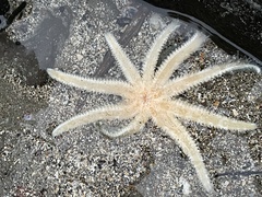 Coscinasterias muricata