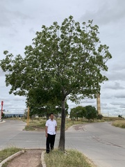 Ceiba speciosa
