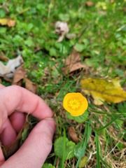Ranunculus
