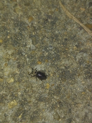 Otiorhynchus cribricollis