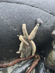 Coscinasterias muricata