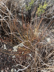 Crocanthemum scoparium