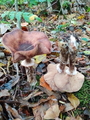 Armillaria ostoyae