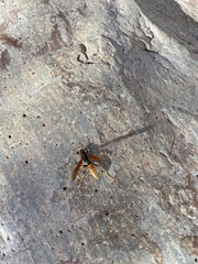 Polistes comanchus