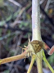 Dendrocoris humeralis