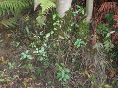 Lonicera periclymenum