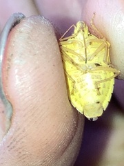 Dendrocoris humeralis