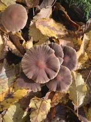 Psathyrella bipellis