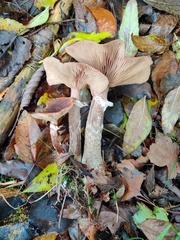 Armillaria ostoyae