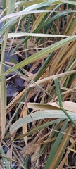 Zizania latifolia