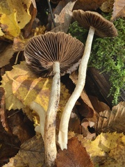 Psathyrella bipellis